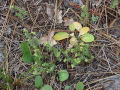 Galium ambiguum