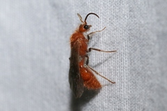 Sphaeropthalma unicolor