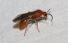 Sphaeropthalma unicolor