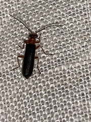 Podabrus flavicollis