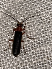 Podabrus flavicollis