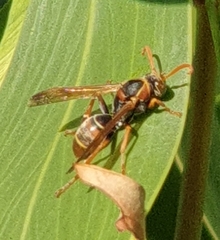 Polistes humilis humilis