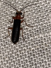 Podabrus flavicollis