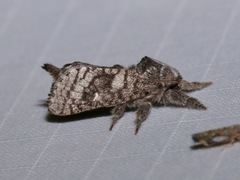 Givira francesca