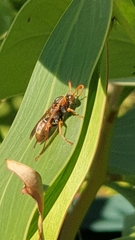 Polistes humilis humilis