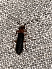 Podabrus flavicollis