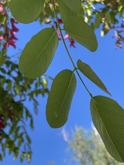 Robinia