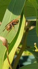 Polistes humilis humilis