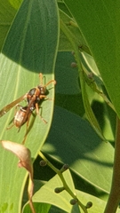 Polistes humilis humilis