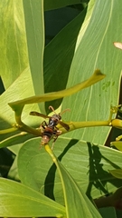 Polistes humilis humilis