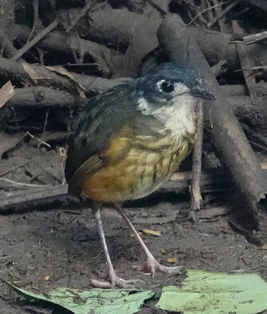 White-lored Antpitta