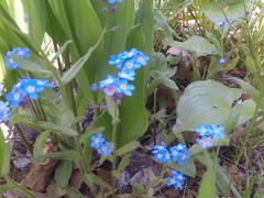 Myosotis sylvatica