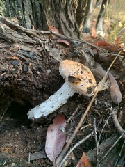 Austroboletus occidentalis