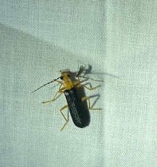 Podabrus fayi