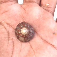 Trochus radiatus