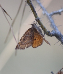 Epirranthis diversata