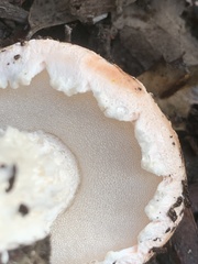 Austroboletus occidentalis