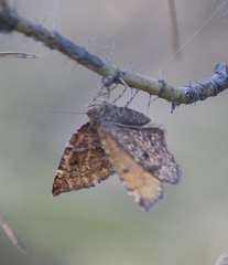 Epirranthis diversata