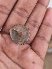 Trochus radiatus