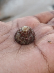 Trochus radiatus