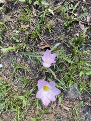 Zephyranthes robusta