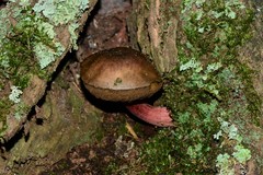 Boletus barragensis