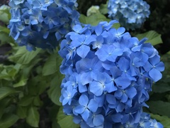 Hydrangea