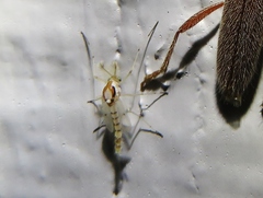 Coelotanypus concinnus