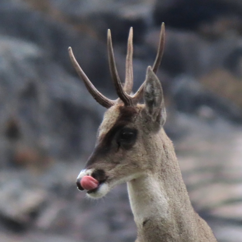 Hippocamelus antisensis (d'Orbigny, 1834)