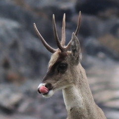 Hippocamelus antisensis