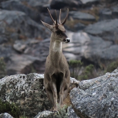 Hippocamelus antisensis