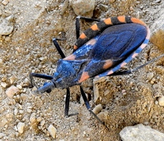 Triatoma longipennis