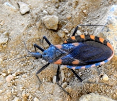 Triatoma longipennis