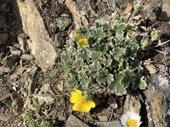 Potentilla × villosula