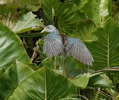 Porphyrio flavirostris