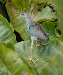 Porphyrio flavirostris