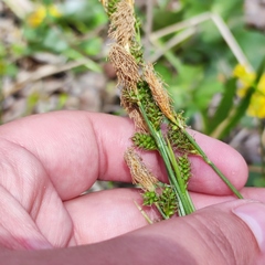 Carex umbrosa pseudosabynensis
