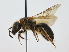 Lasioglossum laevigatum