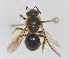 Lasioglossum laevigatum