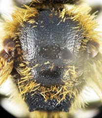 Lasioglossum laevigatum