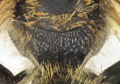 Lasioglossum laevigatum