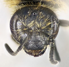 Lasioglossum laevigatum