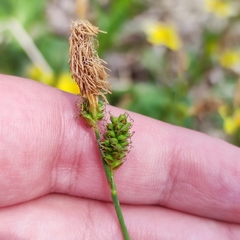 Carex umbrosa pseudosabynensis