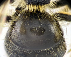 Lasioglossum laevigatum