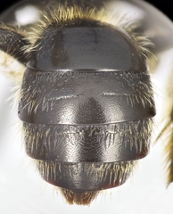 Lasioglossum laevigatum