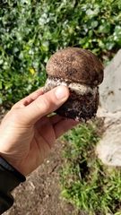 Agaricus lilaceps