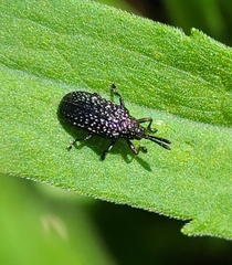 Microrhopala excavata