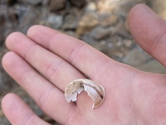 Helminthoglypta cypreophila