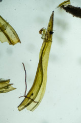 Racomitrium sudeticum