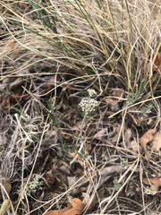 Lomatium orientale